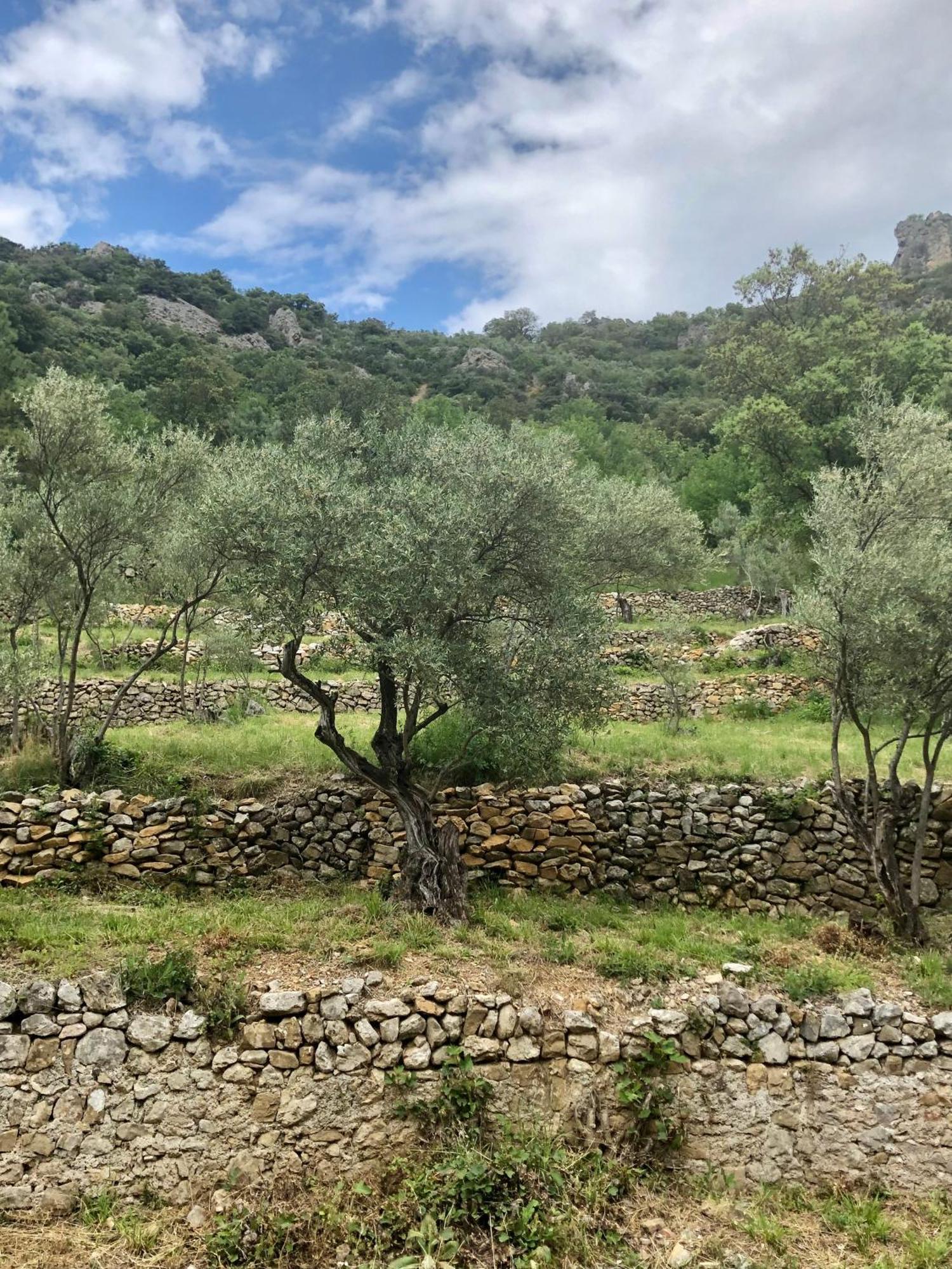Charmante Maison A Saint Guilhem Le Desert 外观 照片